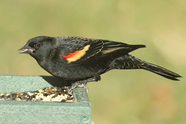 Чёрный дрозд с красным крылом (Agelaius phoeniceus) — стоковое фото