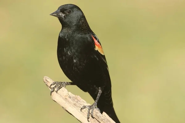 Pájaro negro de alas rojas macho (Agelaius phoeniceus) —  Fotos de Stock