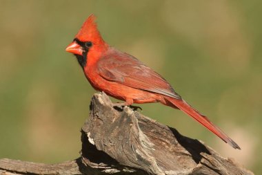 bir günlüğüne erkek Kardinal