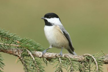 Siyah şapkalı bülbül (poecile atricapilla)