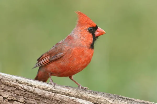 Bir günlüğüne erkek Kardinal — Stok fotoğraf