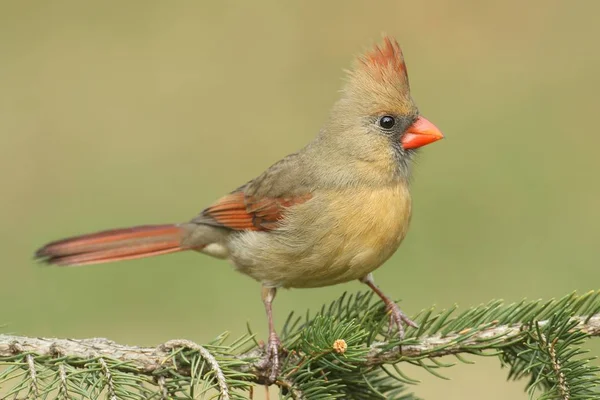 Vrouwelijke kardinaal op een tak — Stockfoto