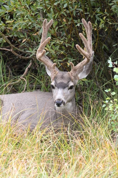 Mule Deer (Odocoileus hemionus) Buck — Stockfoto