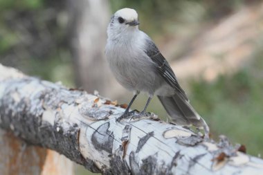 Gri Jay (Perisoreus canadensis)
