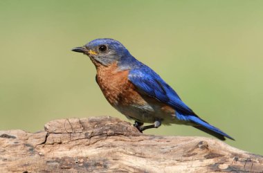 erkek Doğu bluebird