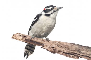 Tüylü ağaçkakan (Picoides pubescens)