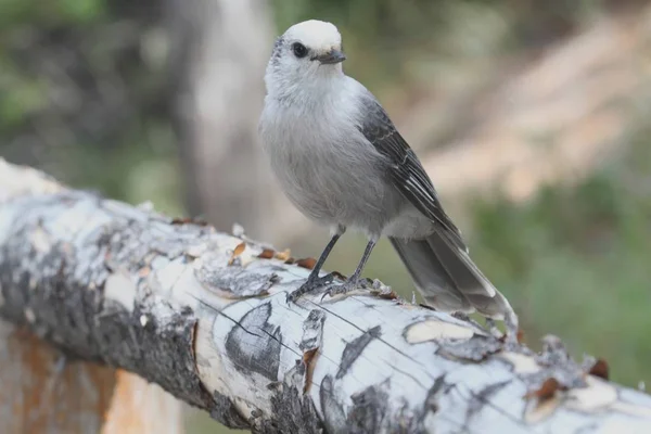 Gray Jay (Perisoreus canadensis) — Stockfoto