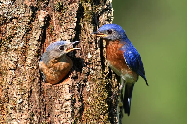 Východní bluebirds — Stock fotografie
