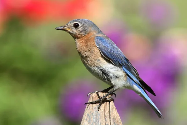 Kvinnliga östra bluebird — Stockfoto