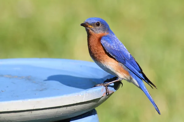 Östlicher Blauvogel schlägt die Hitze — Stockfoto