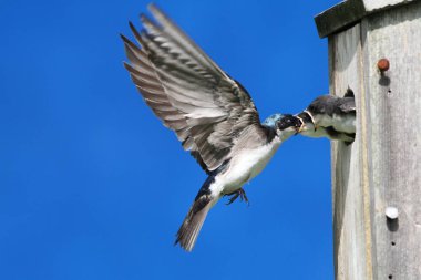 Ağaç Kırlangıcı Besleyen Bebekler