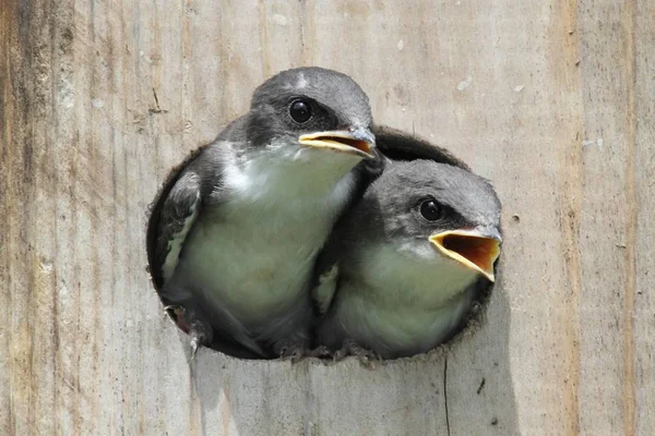 Pájaros bebé en una casa de pájaros —  Fotos de Stock