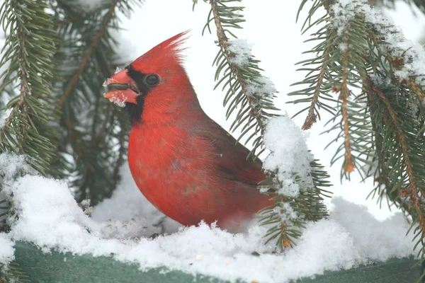 Cardinalul în zăpadă — Fotografie, imagine de stoc