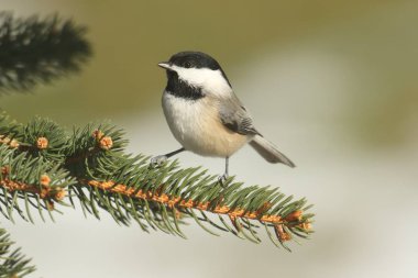 Siyah şapkalı bülbül (poecile atricapilla)
