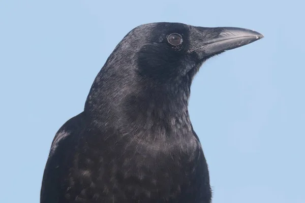 Αμερικανική Crow (Corvus brachyrhynchos) — Φωτογραφία Αρχείου