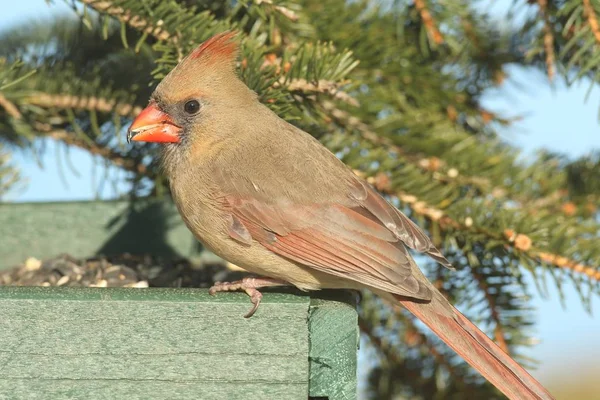 Cardinal nordique femelle (cardinalis) sur une mangeoire — Photo