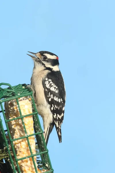 Mužské Strakapoud osikový (picoides pubescens) — Stock fotografie