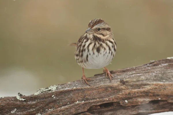 Piosenki Sparrow (Melospiza melodia) w zimie — Zdjęcie stockowe