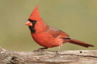 bir günlüğüne erkek Kardinal
