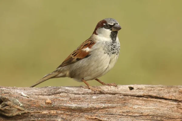 Male House Sparrow — Stock Photo, Image