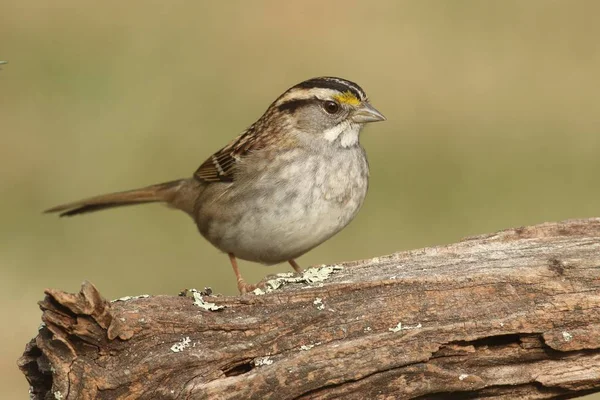 Gorrión de garganta blanca (zonotrichia albicollis) Fotos de stock libres de derechos