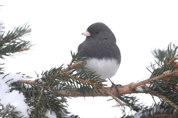 Junco em um ramo com neve — Fotografia de Stock