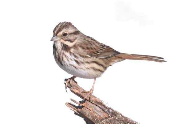 Sparrow On White — Stock Photo, Image