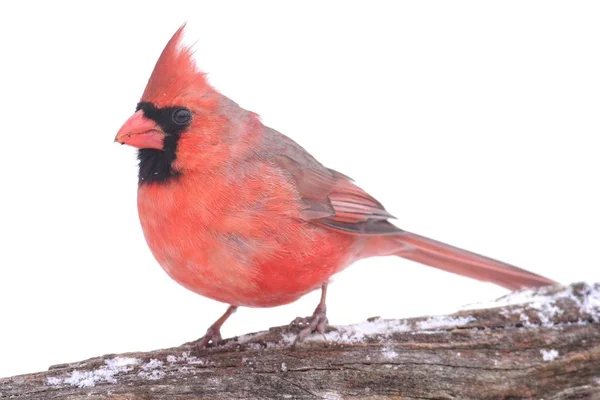 Kardinal im Schnee Stockbild