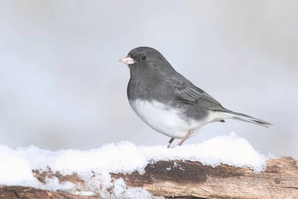 Junco On A Branch With Snow — Stock Photo, Image
