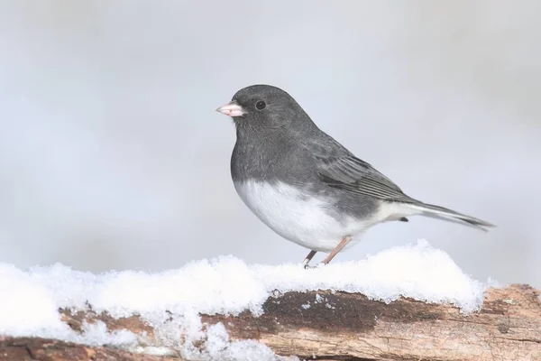 Junco su un ramo con neve — Foto Stock