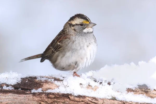 雪白色-白喉麻雀 (zonotrichia albicollis) — 图库照片