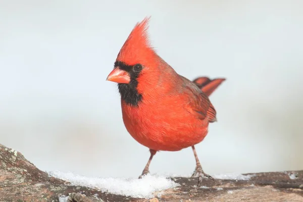 Kardinal im Schnee — Stockfoto