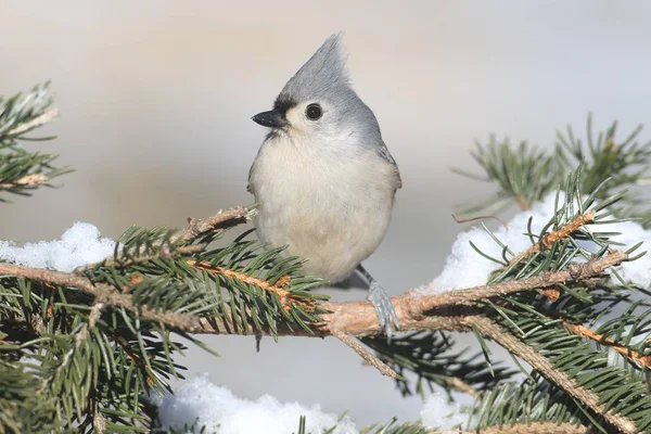 Titmouse ve sněhu — Stock fotografie