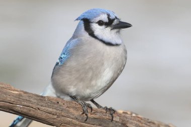 Mavi Jay (siyanocitta cristata)