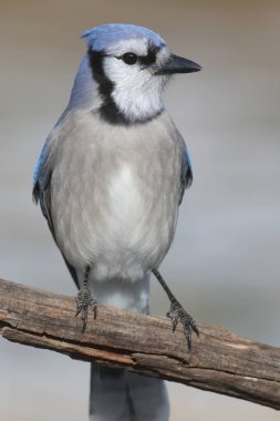 Mavi Jay (siyanocitta cristata)
