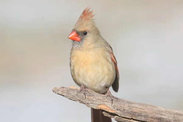 Female Cardinal On A Branch Royalty Free Stock Photos