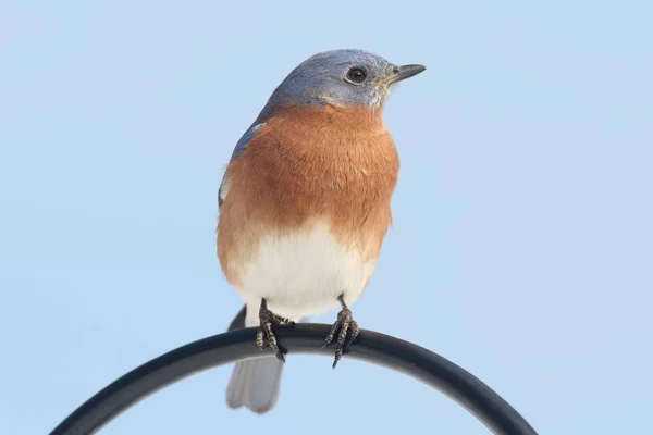 Mężczyzna Wschodniej Bluebird (Sialia sialis) — Zdjęcie stockowe