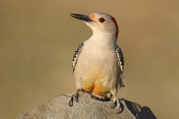 Ženské Red kuňka datel (Melanerpes carolinus) — Stock fotografie