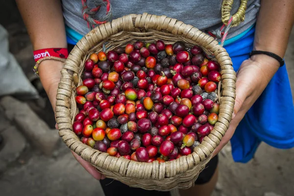 Café fresco en una canasta Imágenes De Stock Sin Royalties Gratis