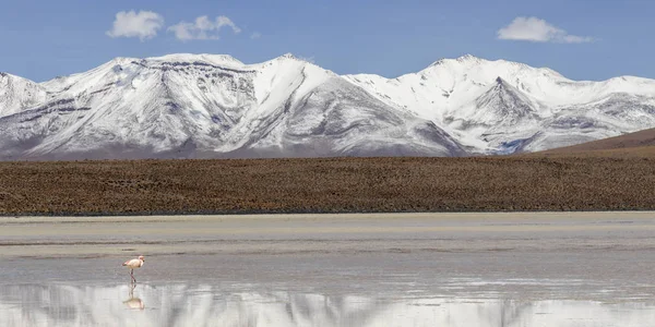 Enda flamingo i en sjö med snö berg — Stockfoto