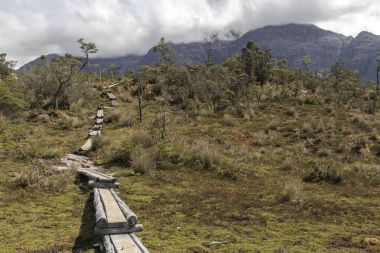 Bir bataklık alanı içinde ahşap yaya köprüsü