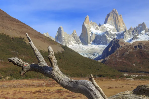 Fitz Roy mountain yakınındaki kuru gövde