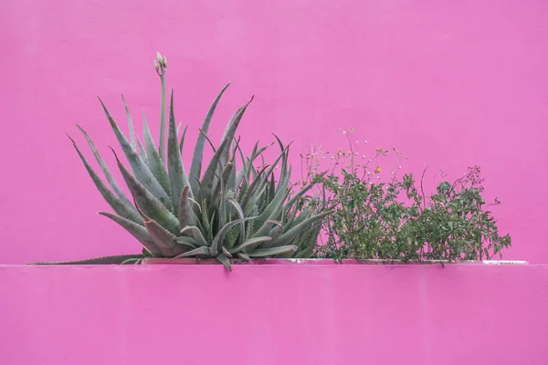 Aloe vera over a pink wall