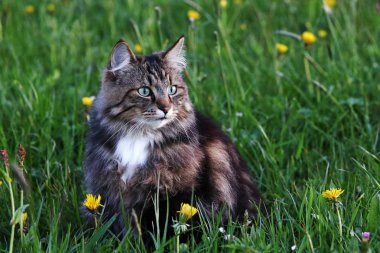 Genç Norveçli orman kedi çayırda akşam avcılık