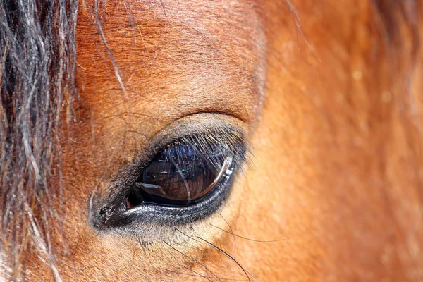 Fechar o olho de um cavalo — Fotografia de Stock