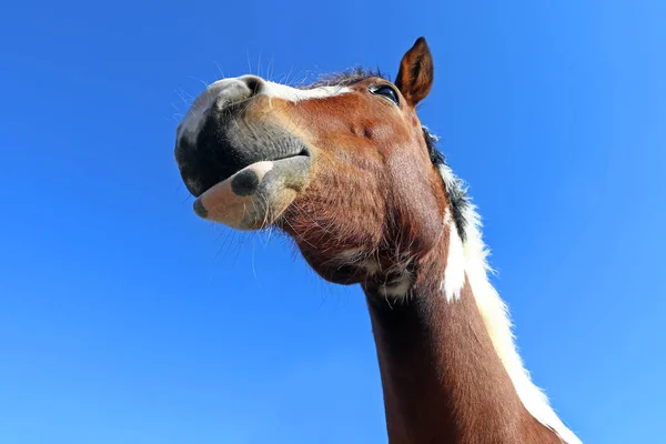 A cabeça de um cavalo muito curioso — Fotografia de Stock