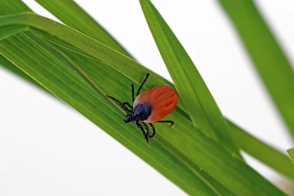 A blood-sucking tick on a blade of grass — Stock Photo, Image