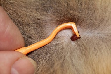 On a cat, a tick is removed with a hook clipart