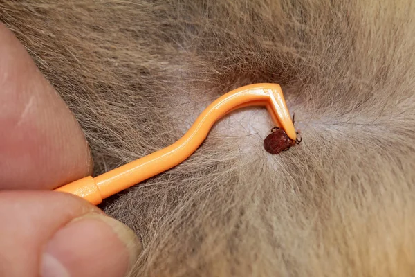 On a cat, a tick is removed with a hook — Stock Photo, Image