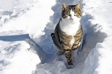 Karda meraklı bir erkek kedi